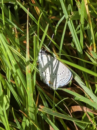 Eastern Tailed-Blue