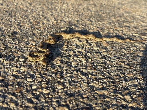 Pacific Gopher Snake