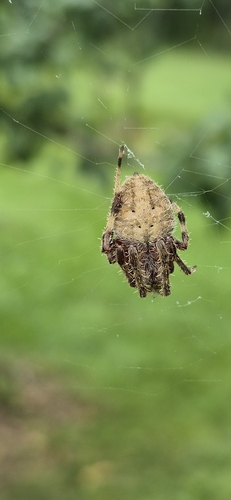 Spotted Orbweaver
