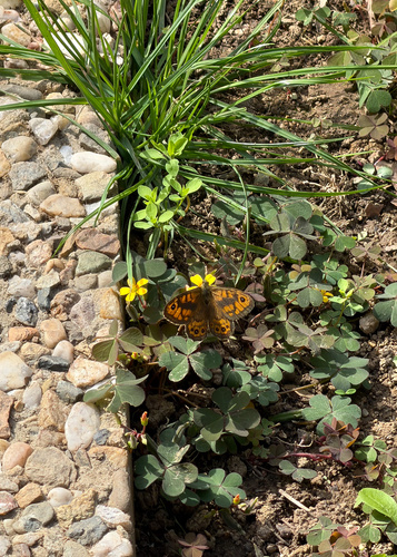 Wall Brown