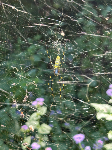 Joro Spider