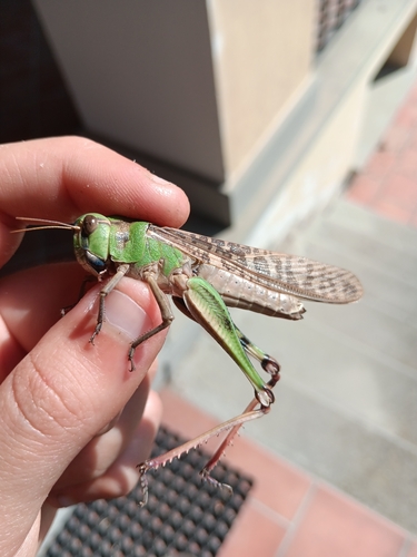 Migratory Locust