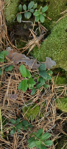 Lingonberry