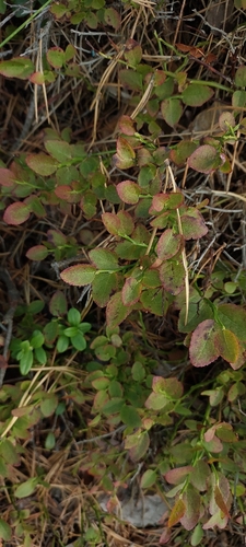 common bilberry