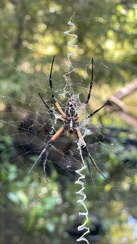 Yellow Garden Spider