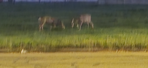Mule Deer