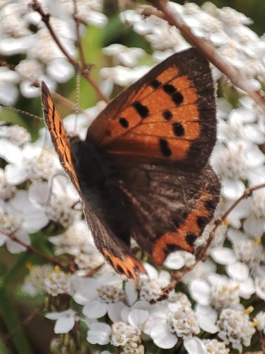 Small Copper