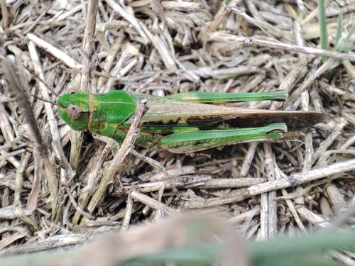 Slender Green-winged Grasshopper