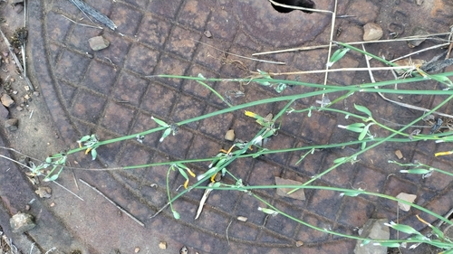 Rush Skeletonweed