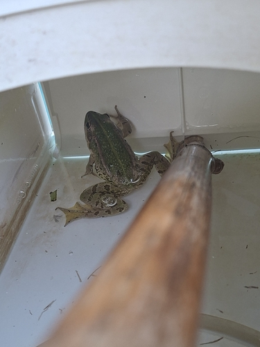 Iberian Green Frog