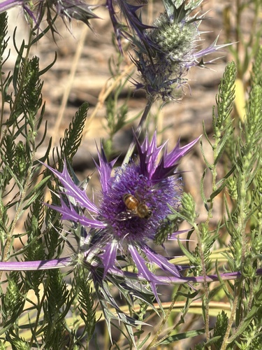 Western Honey Bee