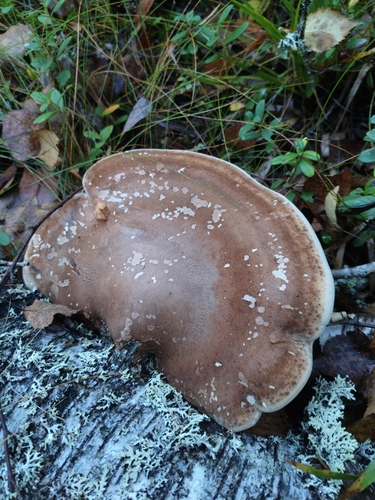 birch polypore