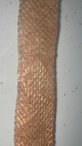 Small-banded Kukri Snake