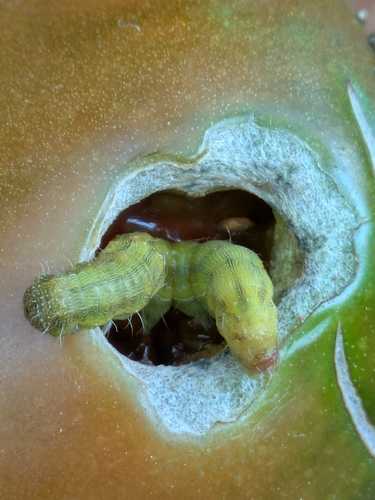Cotton Bollworm Moth