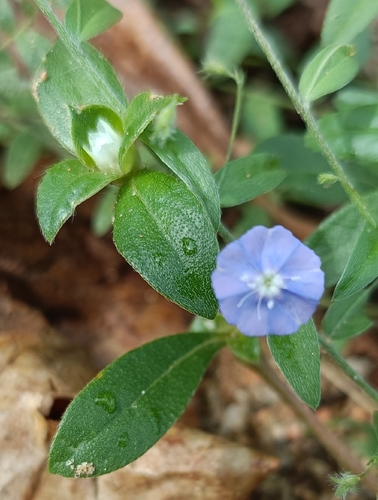 tropical speedwell (Evolvulus alsinoides)