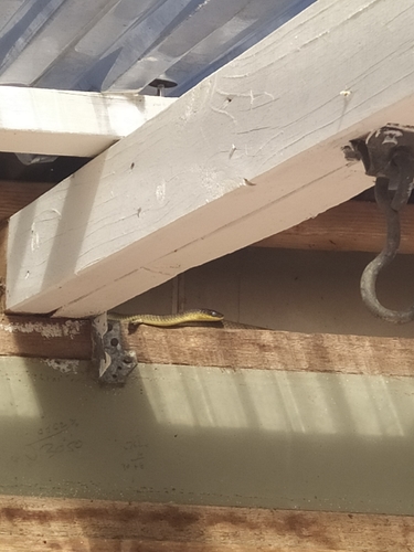 Common Tree Snake sighting