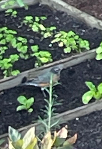 American Robin