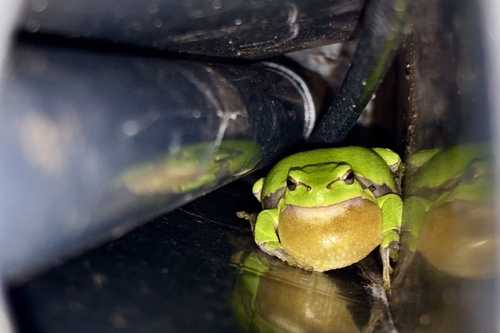 European Tree Frog