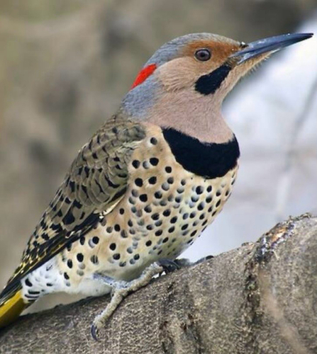 Northern Flicker