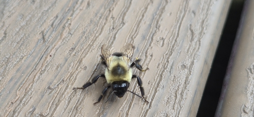 Common Eastern Bumble Bee