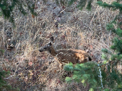 Columbian Black-tailed Deer