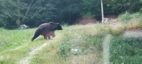 Brown Bear
