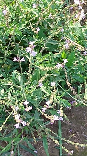 Common vervain