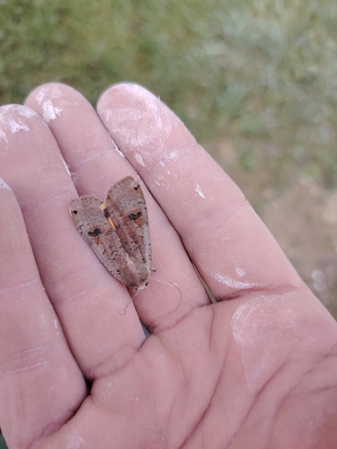 Large Yellow Underwing
