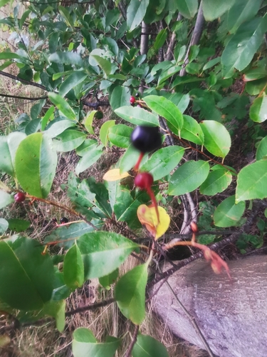 black cherry