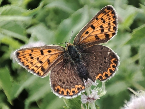 Sooty Copper