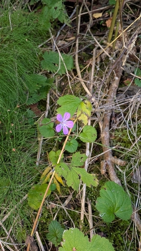 Herb Robert
