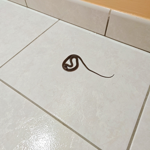 Green Whip Snake