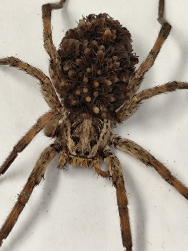 Radiated Wolf Spider