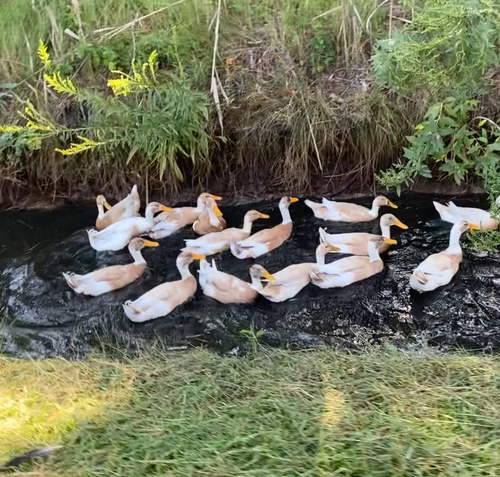 Domestic Mallard