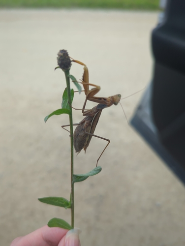 European Mantis