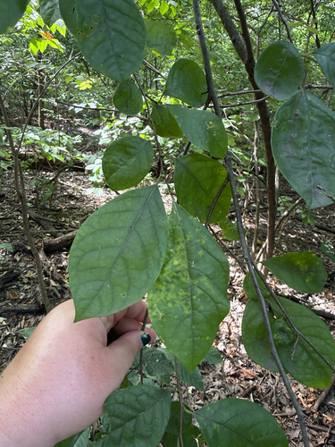 northern spicebush