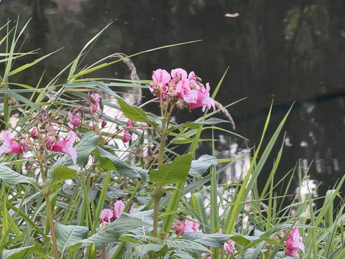 Himalayan balsam