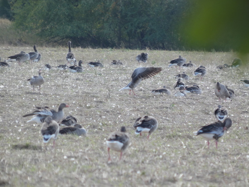 Greylag Goose