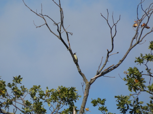 Eurasian Green Woodpecker