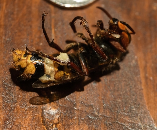European Hornet