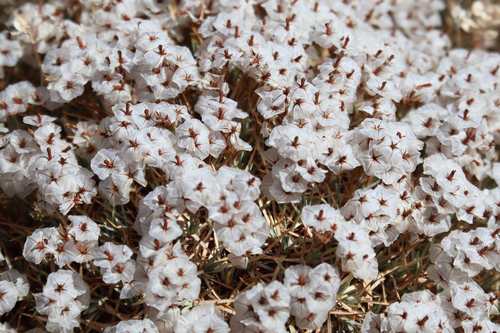 Acantholimon libanoticum
