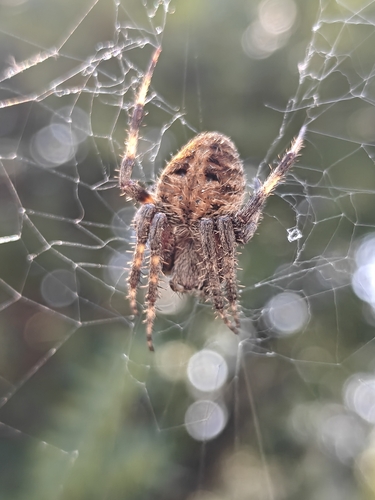 Spotted Orbweaver