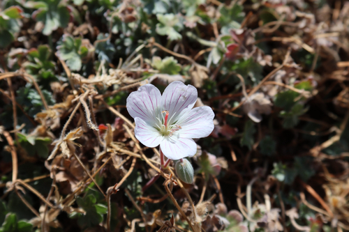 Geranium makmelicum