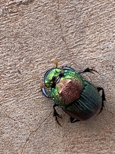 Rainbow Scarab