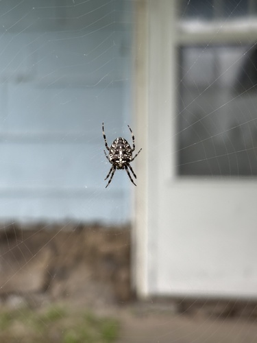 Cross Orbweaver