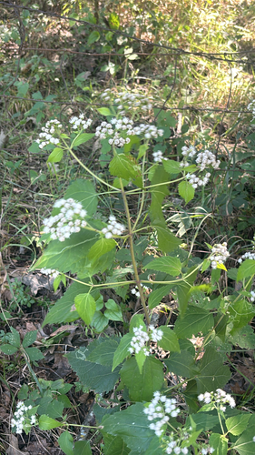 white snakeroot