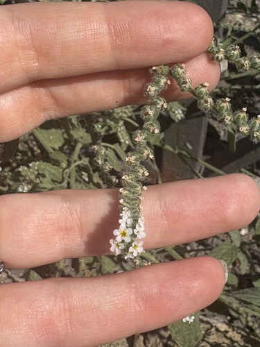 European heliotrope