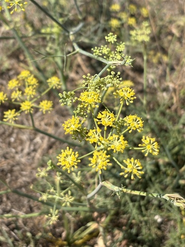 fennel