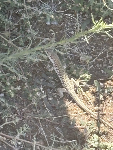 Italian Wall Lizard