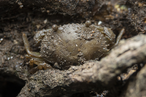 green mud crab